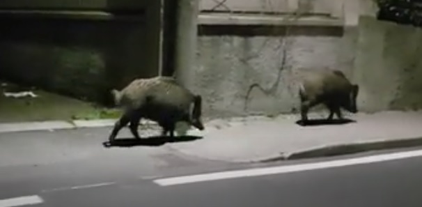 Cinghiali e animali selvatici dai campi alle città: “Sì ai prelievi in deroga”