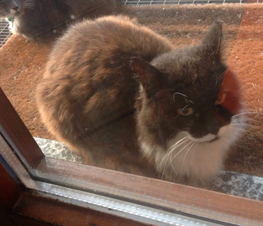 Gatta di 22 anni sparita, appello dei proprietari