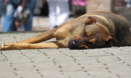 Cani maltrattati a Cantù: trovate tre carcasse, il sopravvissuto rinchiuso nel degrado