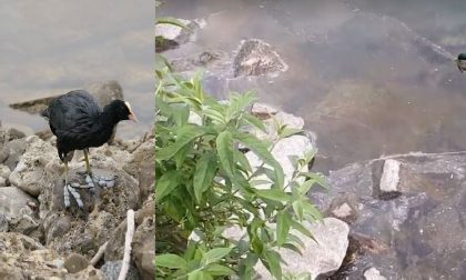 Grave episodio di inquinamento del lago FOTO E VIDEO
