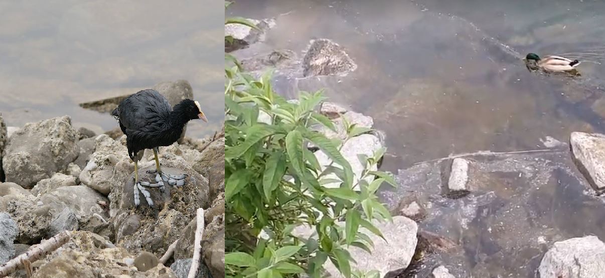 Grave episodio di inquinamento del lago FOTO E VIDEO