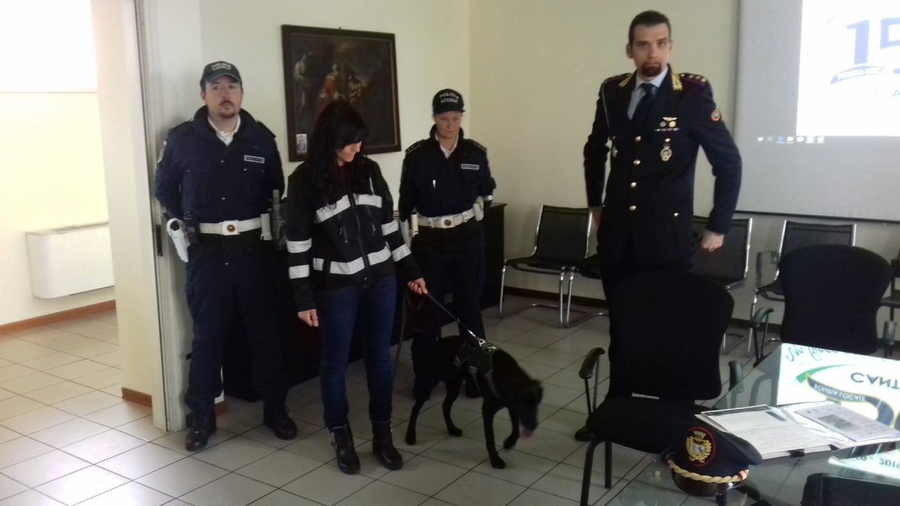 Alla Polizia locale di Cantù arriva il labrador Shane a guidare l’unità cinofila