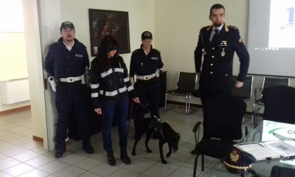 Alla Polizia locale di Cantù arriva il labrador Shane a guidare l'unità cinofila