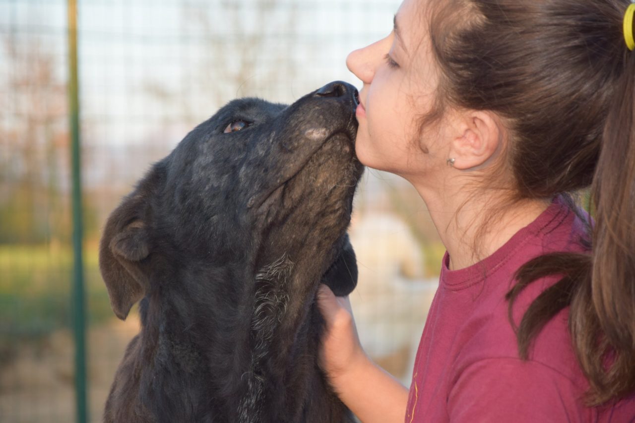Salvate il cagnolone Ron: appello dal canile