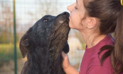 Salvate il cagnolone Ron: appello dal canile