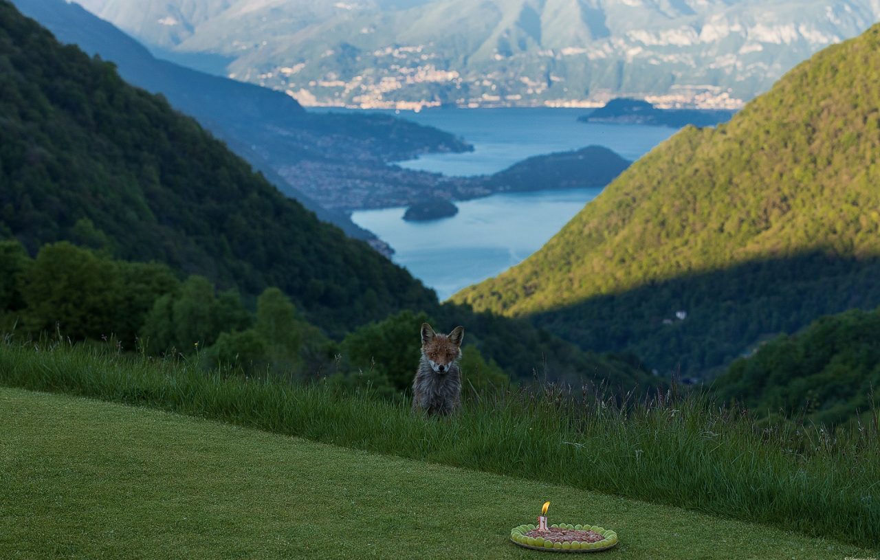 Un anno di noi: Maurizio festeggia con la volpe Guendalina dodici mesi d’amicizia FOTO