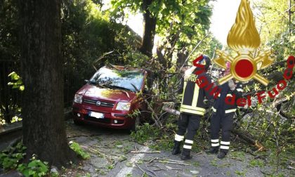 Albero cade in via San Fermo. Caos traffico, nel pomeriggio senso unico alternato