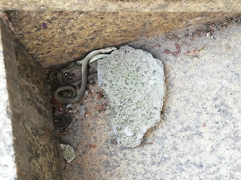 Serpente nel sottopasso ferroviario