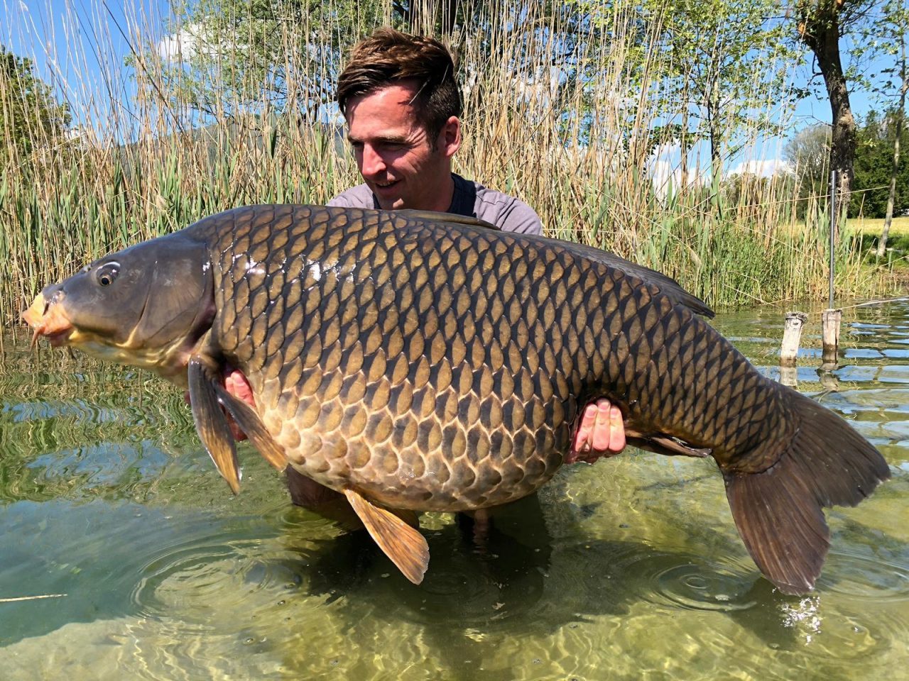 Record a Pusiano: catturata una carpa da 31 kg