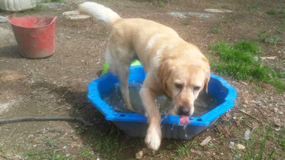 Il suo padrone è morto, ora il fedele labrador cerca casa