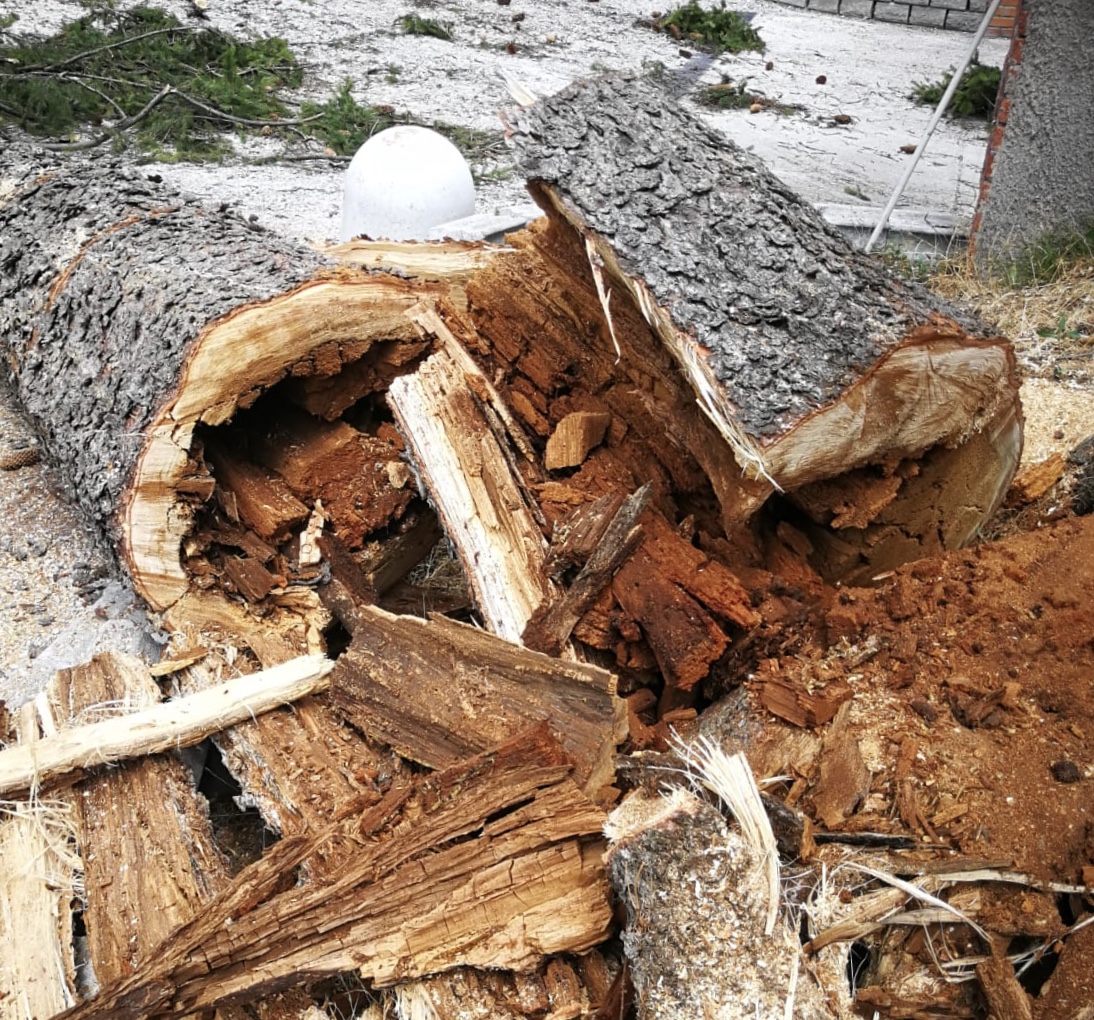 Albero pericolante abbattuto dai Vigili del fuoco