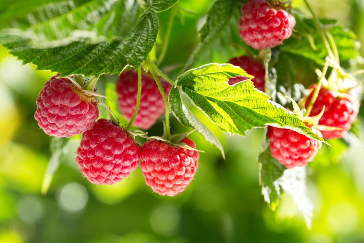Frutti di bosco bio a Lurago d’Erba, ecco dove raccoglierli