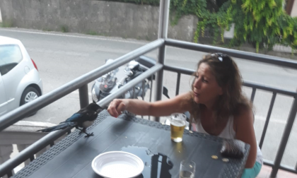La gazza golosa che non si perde un aperitivo