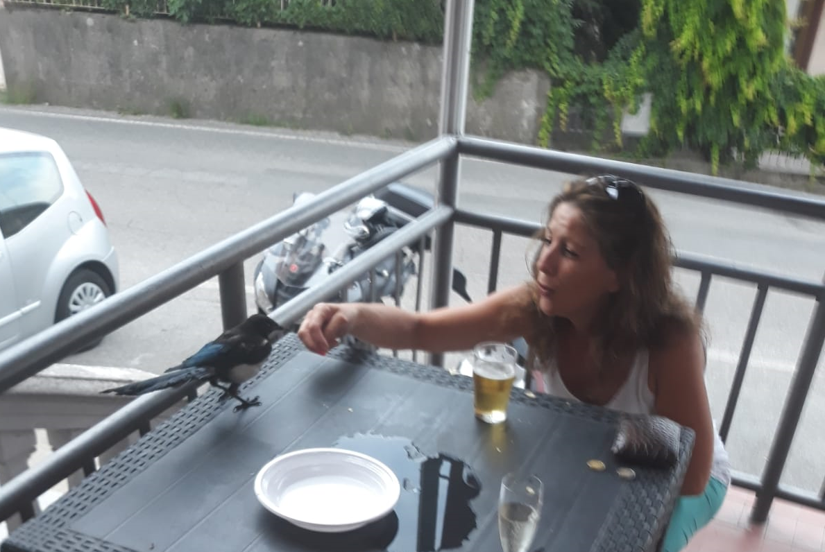 La gazza golosa che non si perde un aperitivo