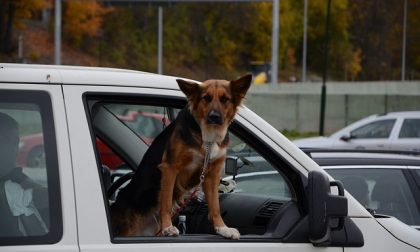 Cinque consigli per viaggiare con il cane in auto