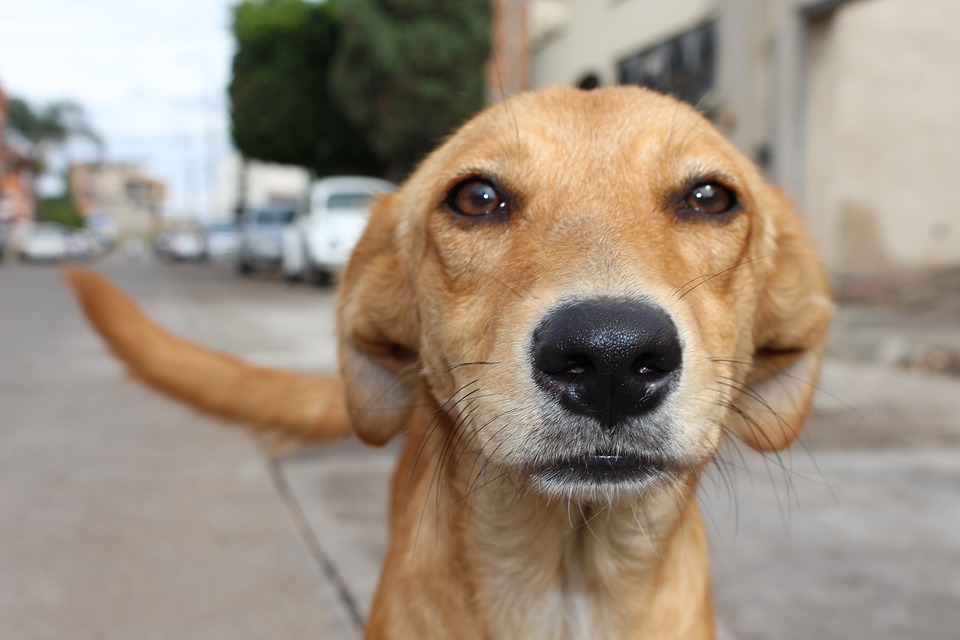 Ondata di caldo: le raccomandazioni di Enpa per proteggere gli animali