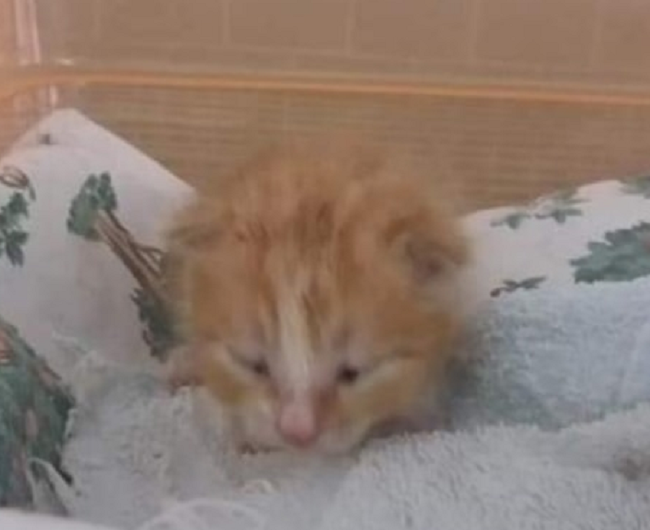 A Grandate gattino gettato nell’immondizia