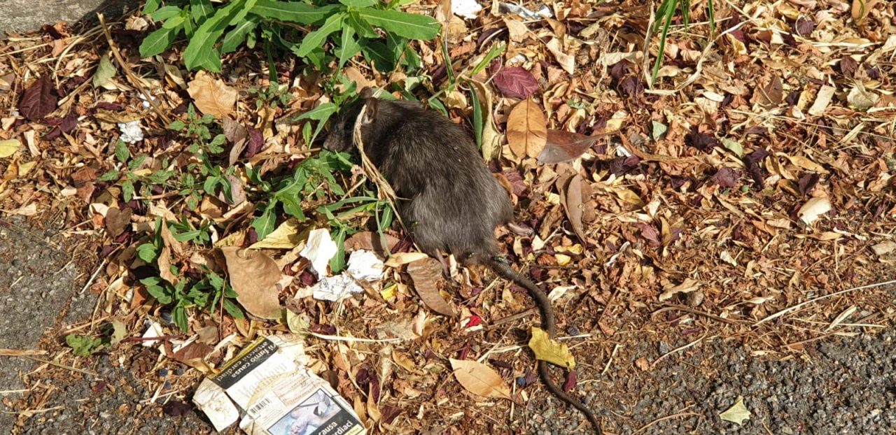 Un ratto morto sul marciapiede a Rebbio. Baggi e Rognoni (Prc): “Periferie abbandonate” FOTO