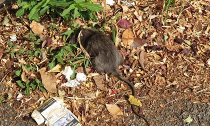 Un ratto morto sul marciapiede a Rebbio. Baggi e Rognoni (Prc): "Periferie abbandonate" FOTO