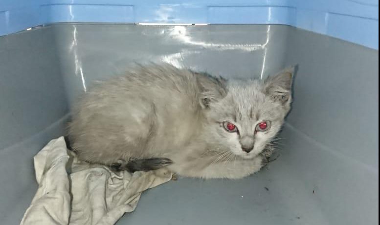 Ha trovato casa la gattina lanciata da un’auto in corsa a Cernobbio