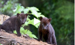 Sono nati due cuccioli di pantera nera alle “Cornelle” VIDEO TENERISSIMO