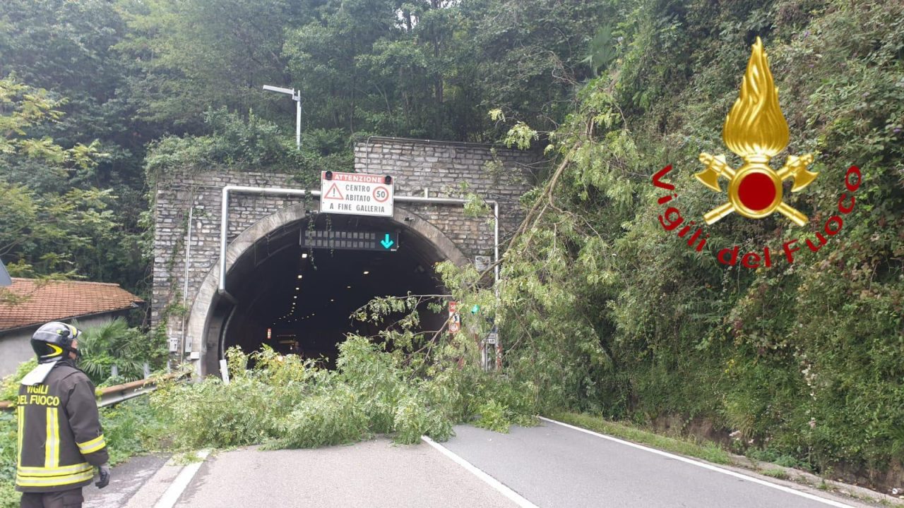 Albero pericolante, intervengono i Vigili del fuoco FOTO