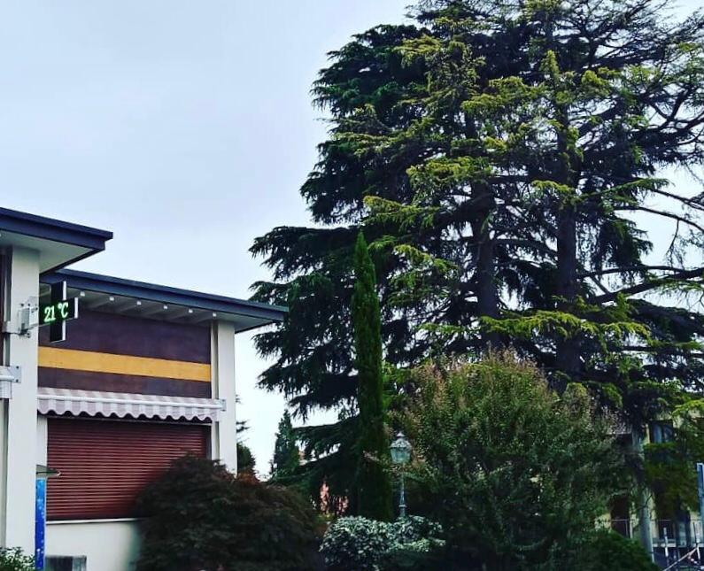 Cedri tagliati perché malati, ora l’Amministrazione chiede ai cittadini quale albero preferiscono