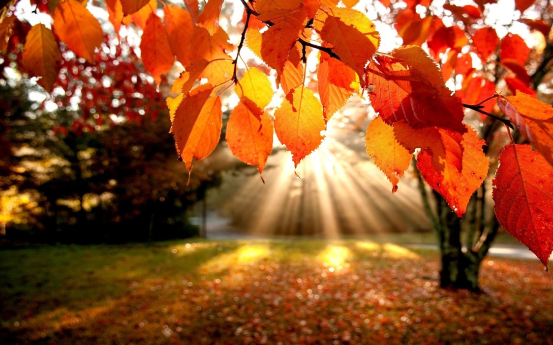 Il Mosaico presenta “Emozioni d’autunno” con musica, colori e sapori d’ottobre