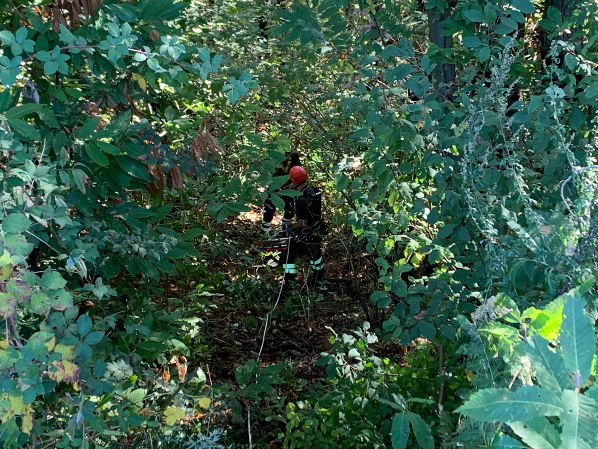 cade nel bosco, appiano gentile