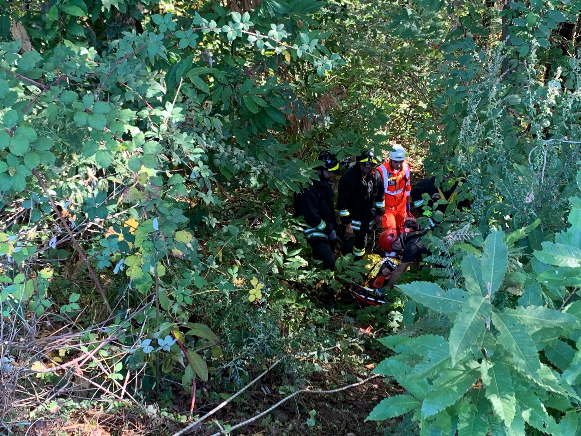 cade nel bosco, appiano gentile