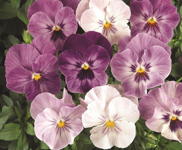 100 sfumature di viole Miniviola-wittrockiana_Lilac-Shades_MINIPA_m