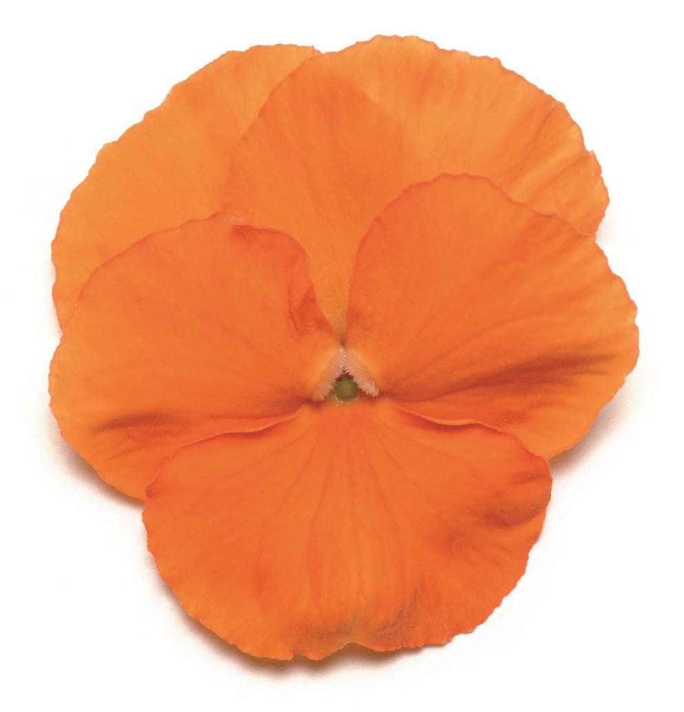 100 sfumature di viole Viola-wittrockiana Deep-Orange_m