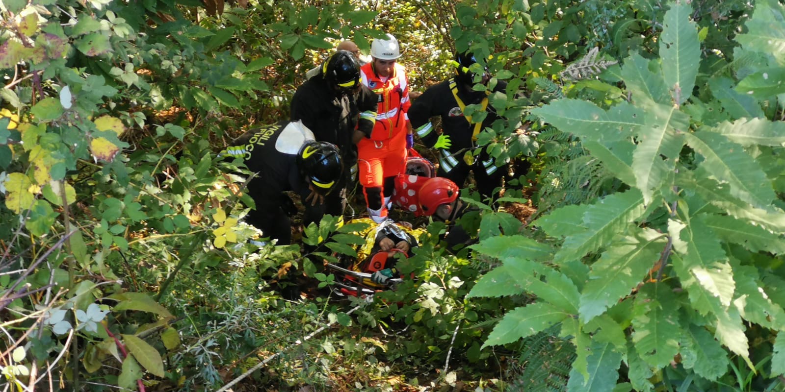 cade nel bosco, appiano gentile