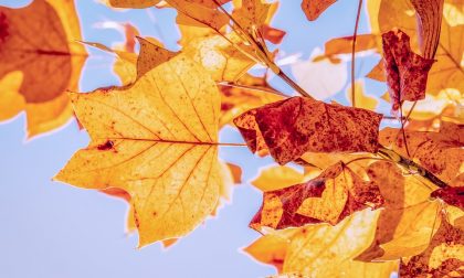 Autunno bollente anche a Como-Lecco:  non cadono le foglie e pungono le zanzare