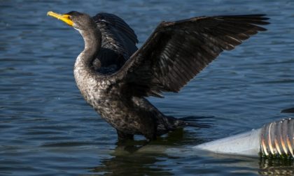 Troppi cormorani: se ne abbatteranno quasi mille