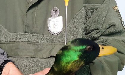 Salvato un germano colpito da un dardo di cerbottana