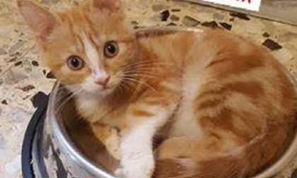 Lieto fine per Nemo, il gattino gettato nella spazzatura