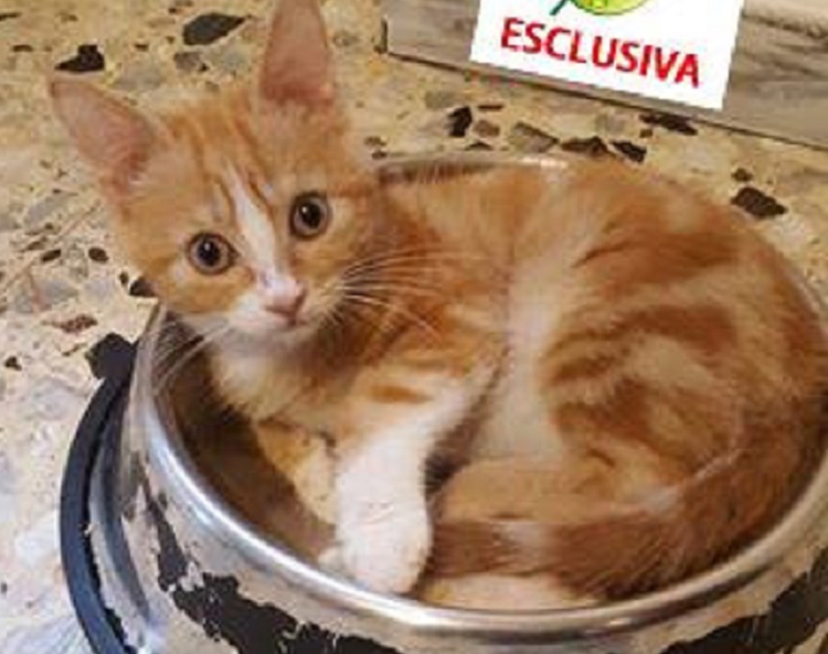 Lieto fine per Nemo, il gattino gettato nella spazzatura