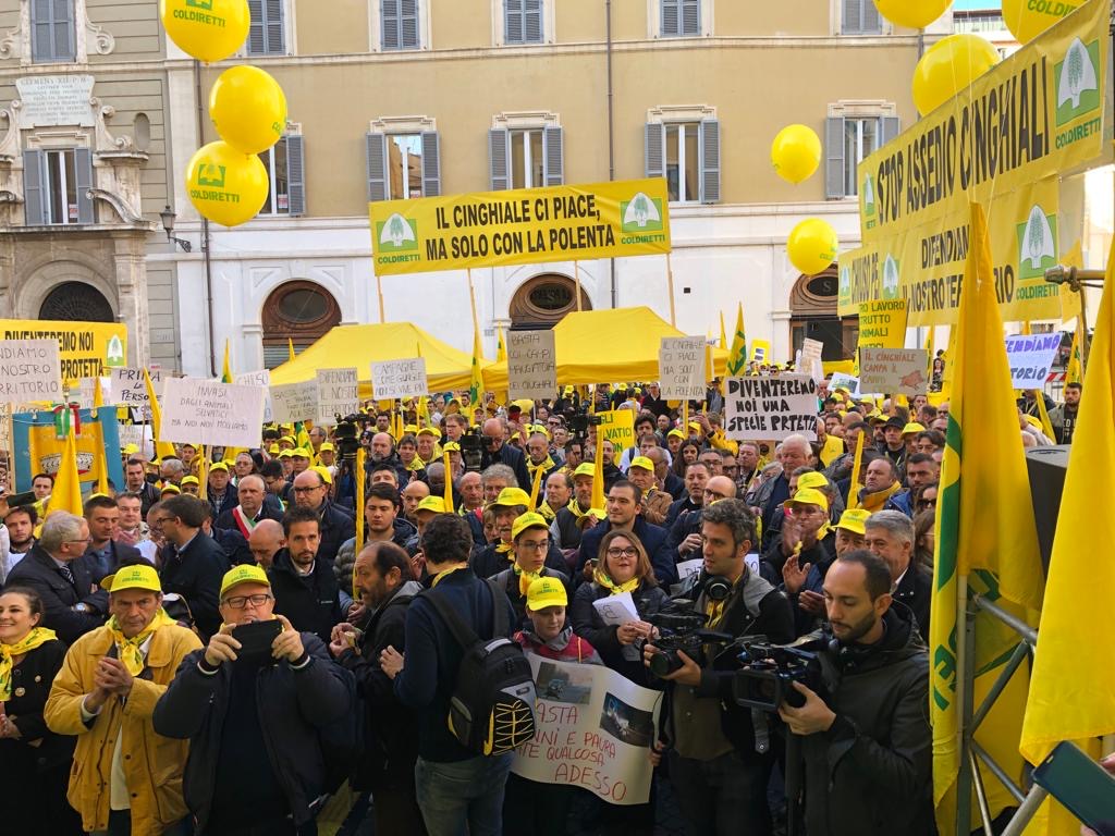 L’allarme cinghiali a Como-Lecco esce  dai confini: ne parla il britannico “The Guardian”