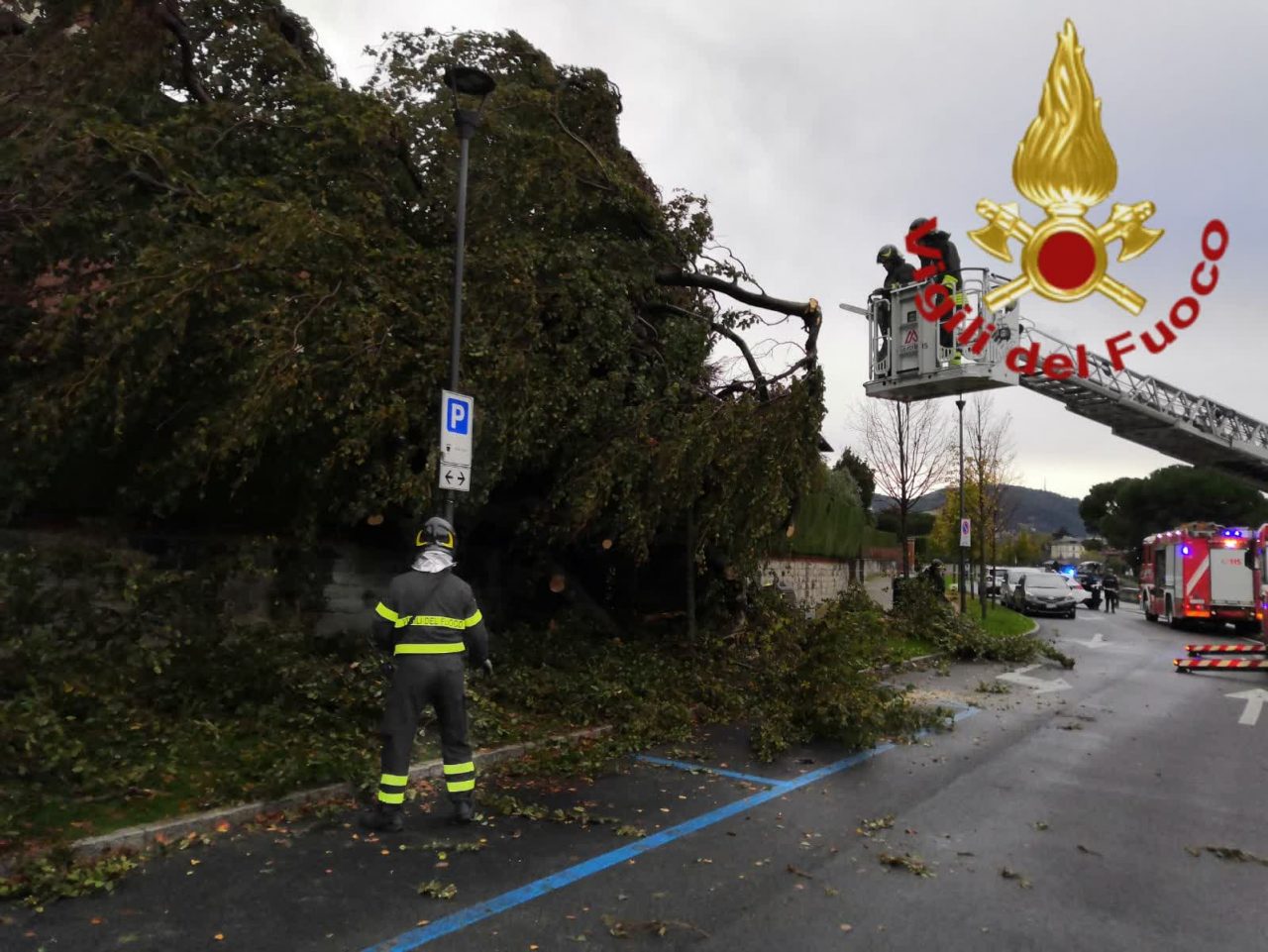 Pianta caduta in viale Geno: Vigili del Fuoco al lavoro FOTO