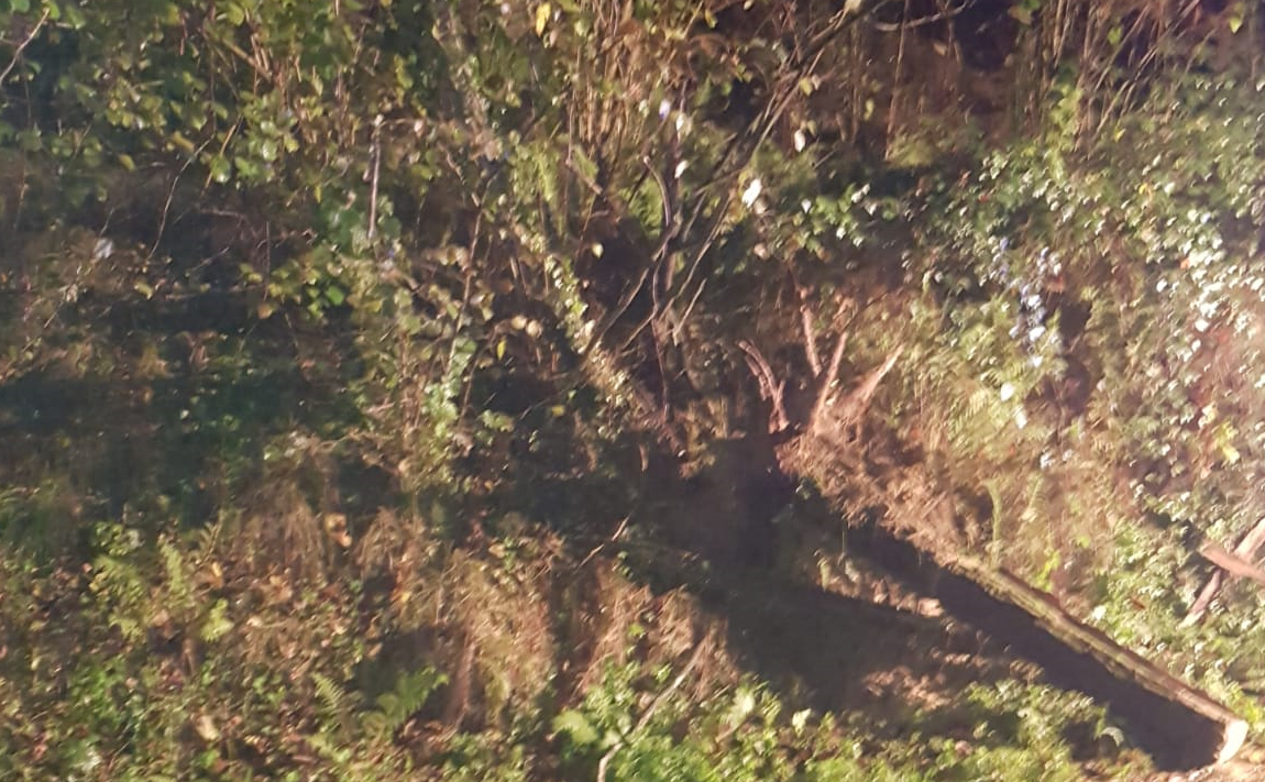 Maltempo nel Comasco: caduto un albero tra Casate e Navedano