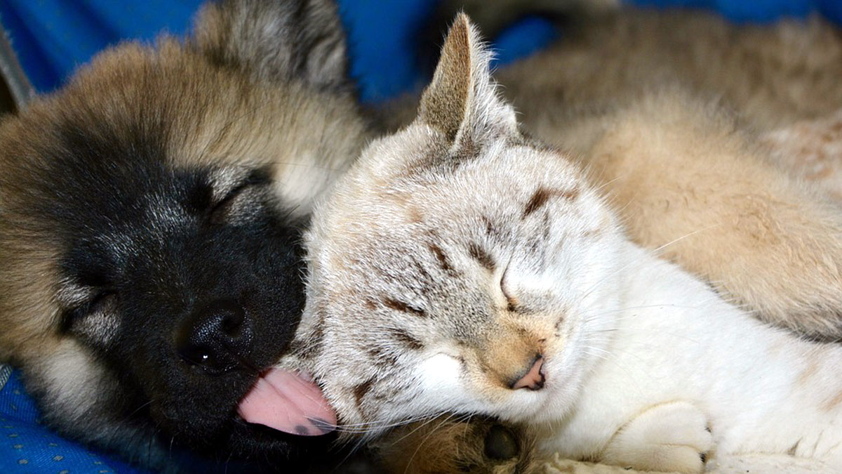 Pet Day 2019: il 23 novembre partecipa anche tu