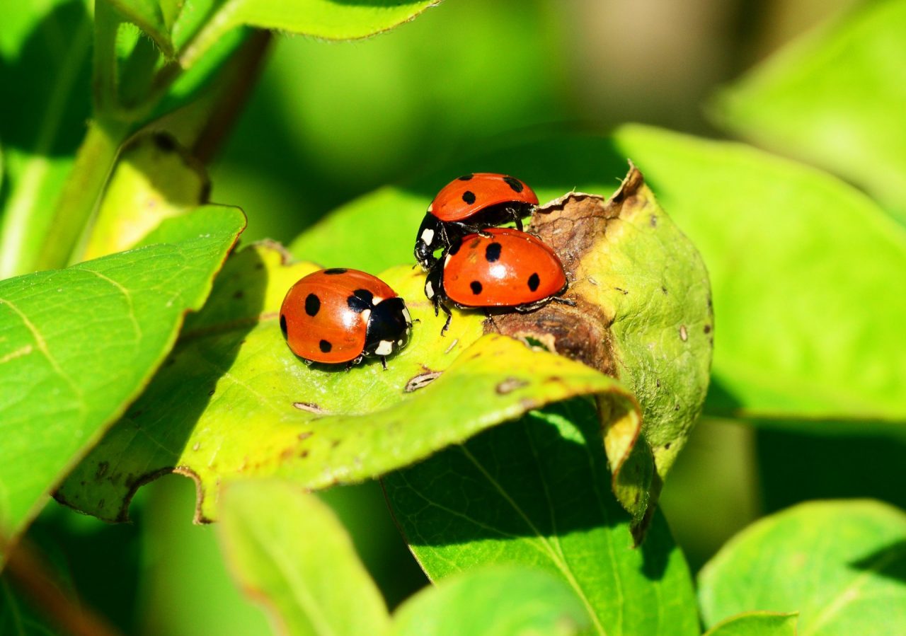 Coccinella d’argento 2022, boom di candidature: dal 14 dicembre il voto popolare