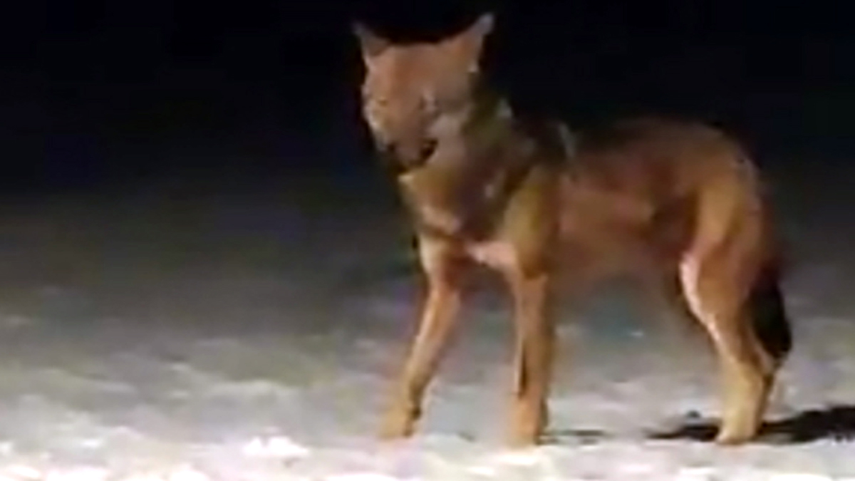 Filmato un lupo a Bormio? VIDEO SPETTACOLARE