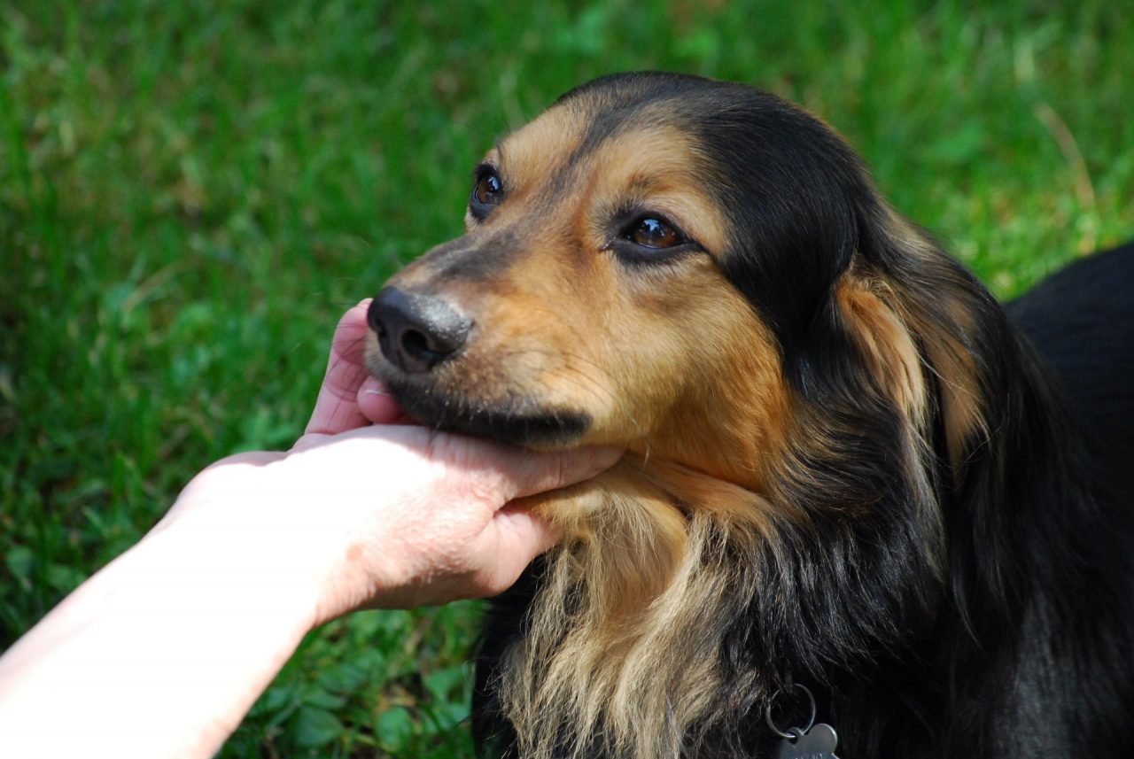 Simpatiche Zampette: ecco Rocky, tenero cagnolino che ha solo tre zampe