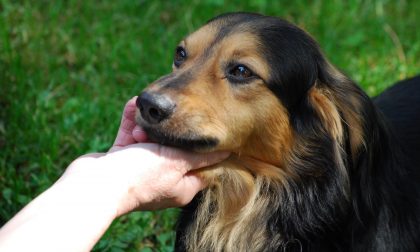 Simpatiche Zampette: ecco Rocky, tenero cagnolino che ha solo tre zampe