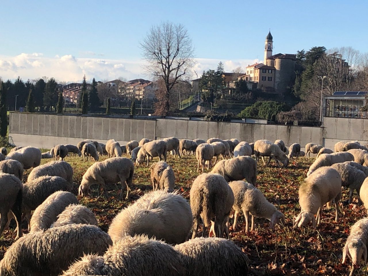 Il gregge di pecore e la chiesa sullo sfondo come un presepe gigante