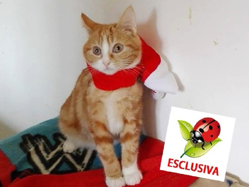 Gattino abbandonato e gettato nella spazzatura: ora ha trovato una nuova famiglia