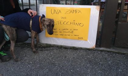 Cane abbandonato e salvato dal canile: la raccolta fondi fa il pieno di solidarietà