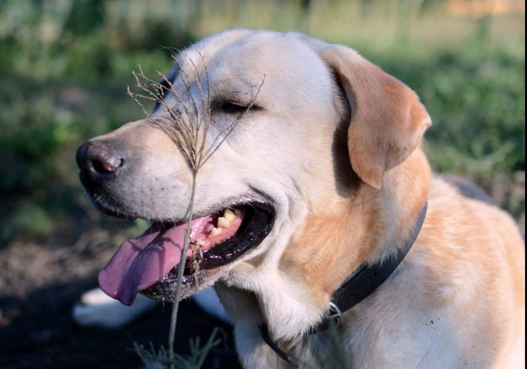 Adotta un cane: Marley cerca casa (e il suo lieto fine) FOTO